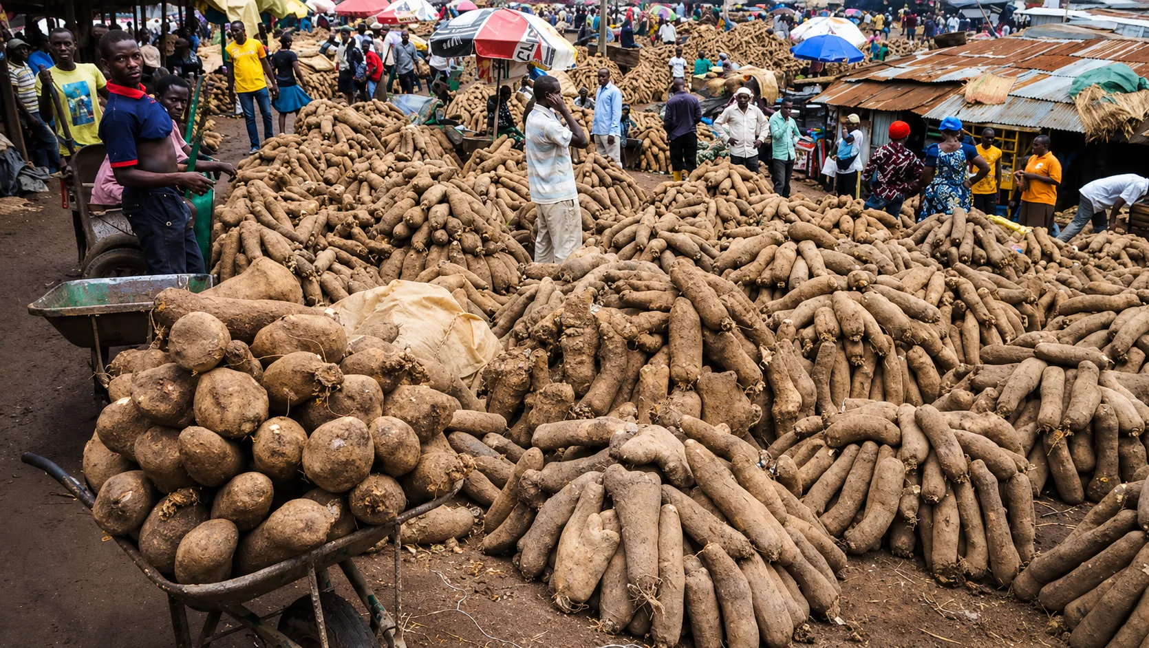 ALMCANA Yam Export